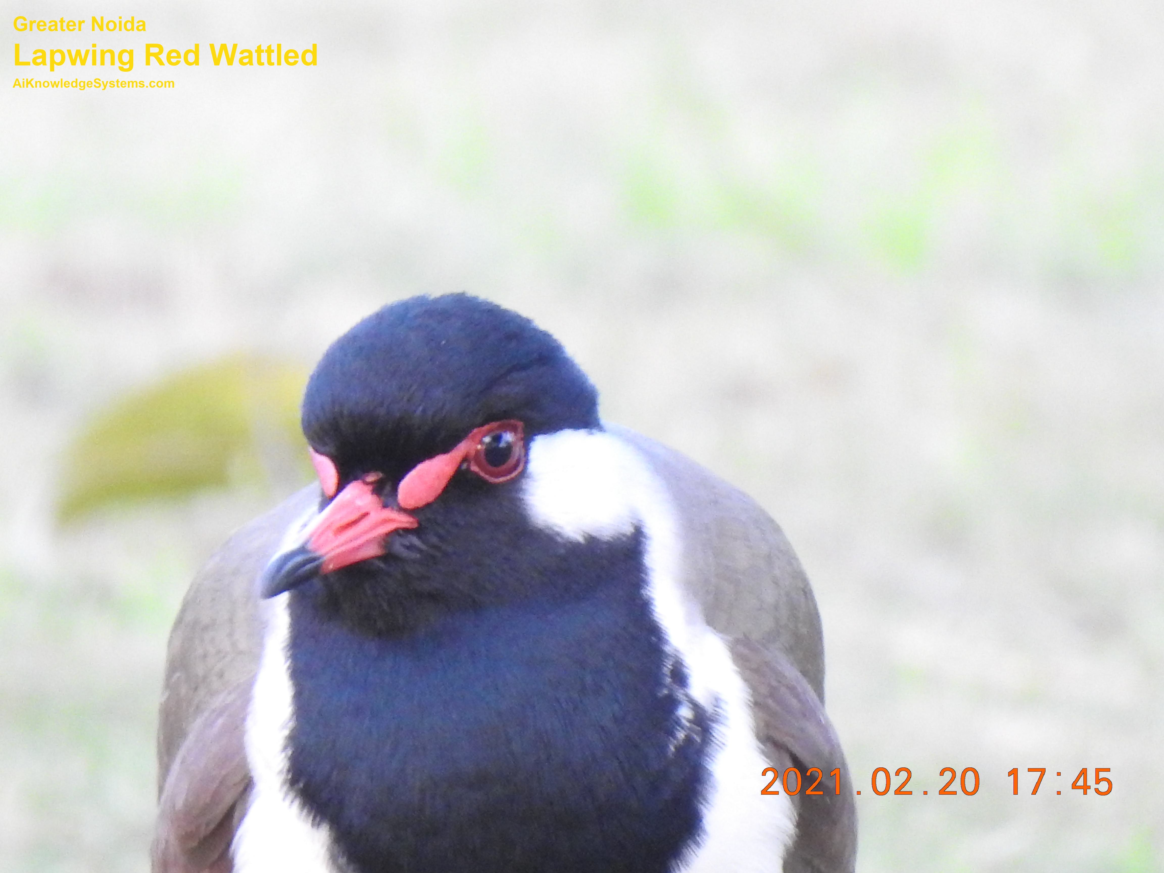 Lapwing Red Wattled (14) Coming Soon